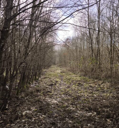 Territoire de chasse à vendre en Grande Sologne – 28 hectares