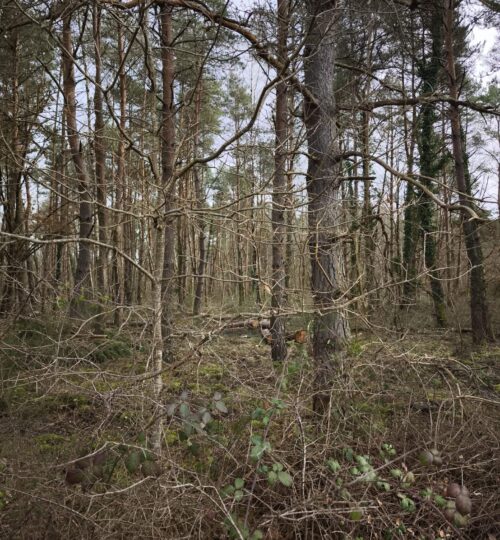 Territoire de chasse à vendre en Grande Sologne – 28 hectares