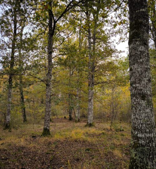 Territoires de chasse de 37 hectares 58 avec chalet et plan d'eau